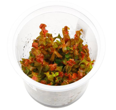 Ротала макрандра мини (меристемное растение)